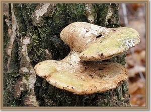 Berkenzwam - Piptoporus betulinus