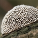 Wijdporiekurkzwam - Datronia mollis