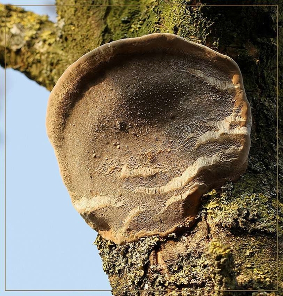 Boomgaardvuurzwam - Phellinus tuberculosus (1)