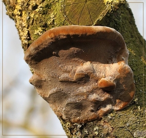 Boomgaardvuurzwam - Phellinus tuberculosus (2)