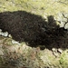 Zwarte viltzwam - Chaetosphaerella phaeostroma