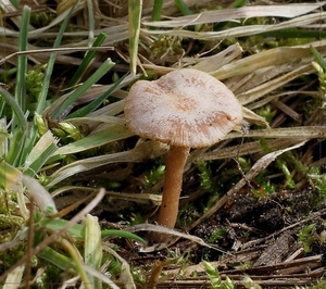 Winterdonsvoetje - Tubaria furfuracea var. hiemalis