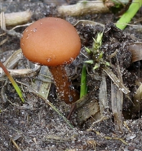 Winterdonsvoetje - Tubaria furfuracea var. hiemalis