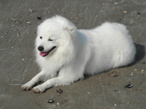 SAM_0668