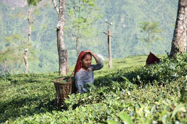 Theeplukster in Darjeeling