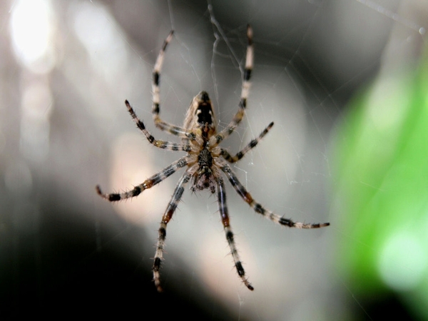 MACRO (11)