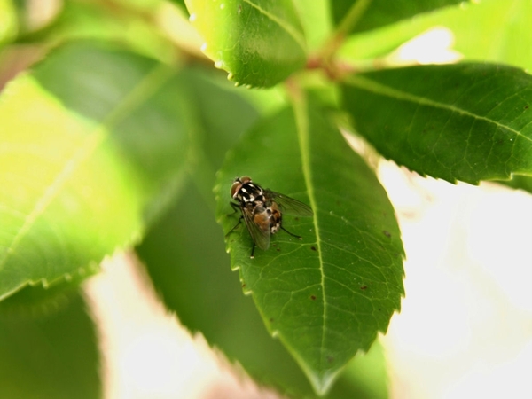 MACRO (13)