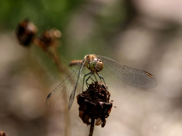 MACRO (14)