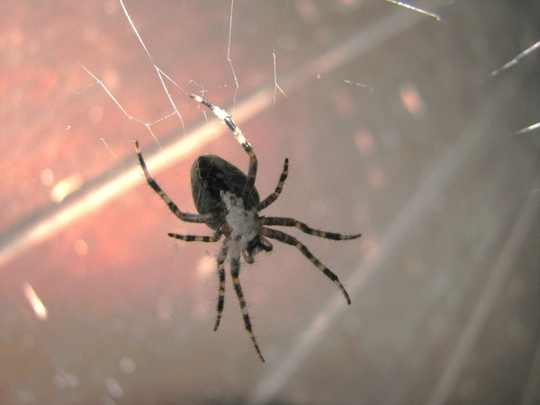 MACRO (18)