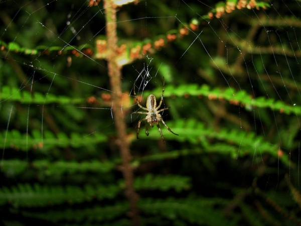 MACRO (19)
