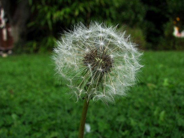 MACRO (21)