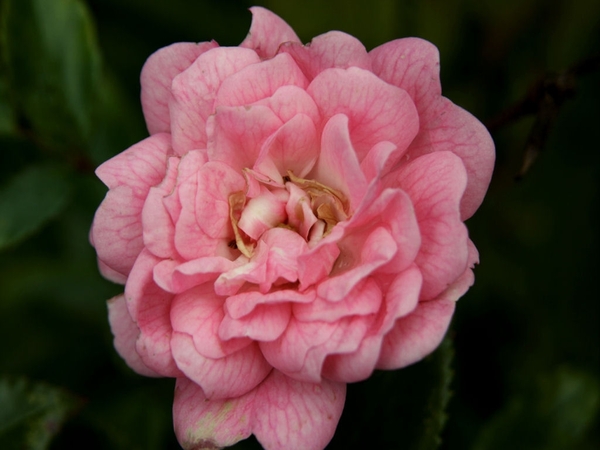 MACRO (4)
