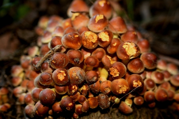 MACRO (40)