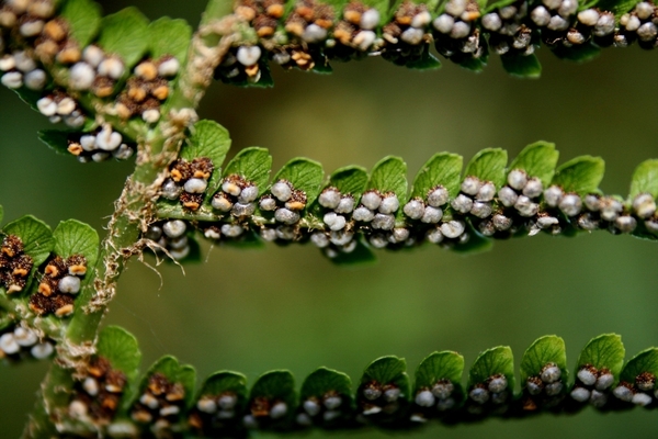 MACRO (41)
