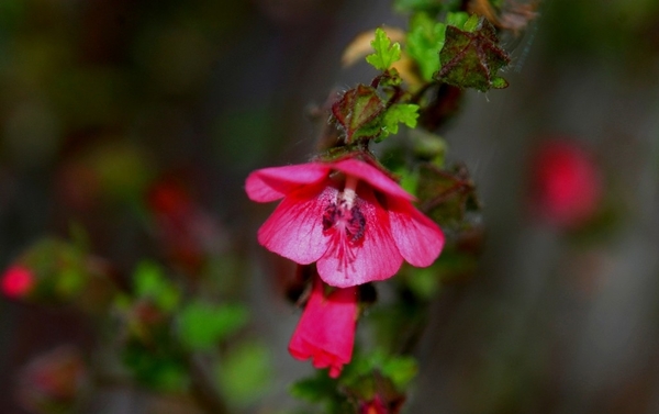 MACRO (53)