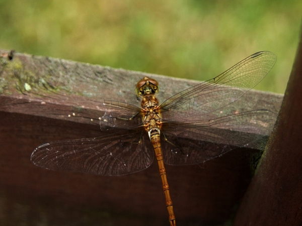 MACRO (8)