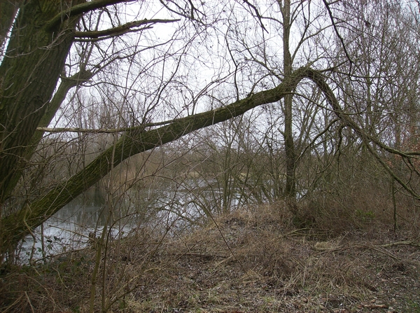 Zomergem Februari 2015 022
