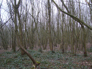 Wandeling in Katelijne - 19 februari 2015