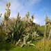 Floriana - Botanische tuin