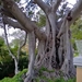 Floriana - Botanische tuin