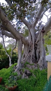 Floriana - Botanische tuin