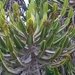Floriana - Botanische tuin