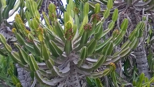 Floriana - Botanische tuin