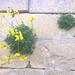 Wandeling Qrendi-Mqabba-Zurrieq