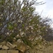Wandeling Qrendi-Mqabba-Zurrieq