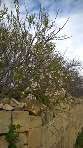 Wandeling Qrendi-Mqabba-Zurrieq