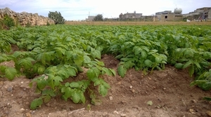 Wandeling Qrendi-Mqabba-Zurrieq- aardappelveld begin maart