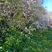 Wandeling Mdina - Siggiewi-009