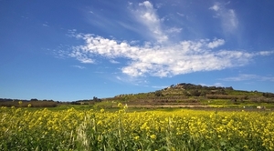 Wandeling Mdina - Siggiewi-012