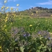 Wandeling Mdina - Siggiewi-014