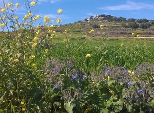 Wandeling Mdina - Siggiewi-014