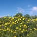 Wandeling Mdina - Siggiewi-016