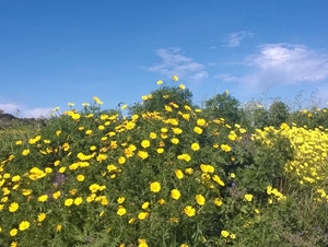 Wandeling Mdina - Siggiewi-016