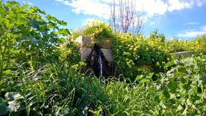 Wandeling Mdina - Siggiewi-017