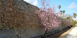 Attard St. Anton's Gardens-016