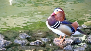 Attard St. Anton's Gardens-019