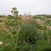 Dingli Cliffs-001 (2)