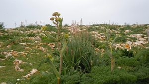 Dingli Cliffs-001 (2)