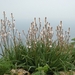 Dingli Cliffs-008 (2)