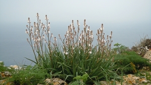 Dingli Cliffs-008 (2)