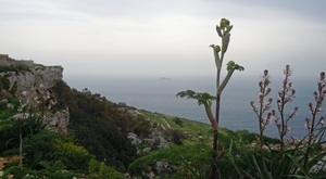 Dingli Cliffs-009