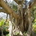 Floriana-008