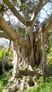 Floriana-008
