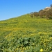 Gozo-023 (2)