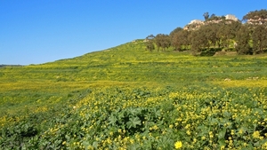 Gozo-023 (2)
