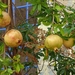 Birgu-012
